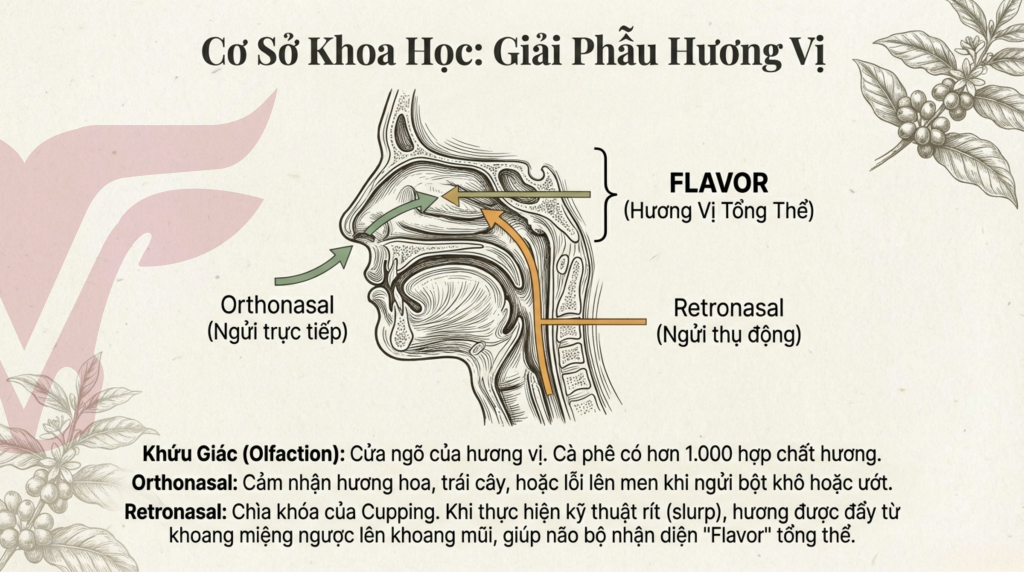 BÁO CÁO NGHIÊN CỨU CHUYÊN SÂU: QUY TRÌNH KỸ THUẬT CUPPING CÀ PHÊ TIÊU CHUẨN VÀ ỨNG DỤNG TẠI VIỆT NAM – Ảnh 2 | True Cafe (truecafe.vn) BÁO CÁO NGHIÊN CỨU CHUYÊN SÂU: QUY TRÌNH KỸ THUẬT CUPPING CÀ PHÊ TIÊU CHUẨN VÀ ỨNG DỤNG TẠI VIỆT NAM – Ảnh 2 | True Cafe (truecafe.vn)