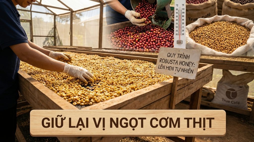 True Cafe The Best Honey – Ảnh 2 | True Cafe (truecafe.vn) True Cafe The Best Honey – Ảnh 2 | True Cafe (truecafe.vn)