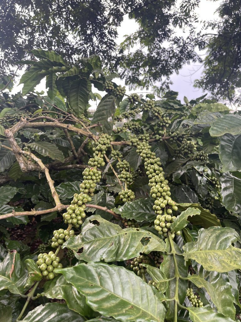 Cành cà phê trĩu trái xanh trong vườn cà phê vùng Tây Nguyên