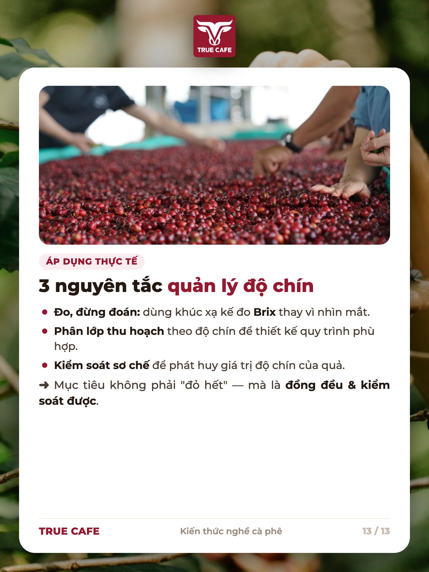 Ba nguyên tắc quản lý độ chín: đo Brix bằng khúc xạ kế, phân lớp thu hoạch theo độ chín, kiểm soát sơ chế
