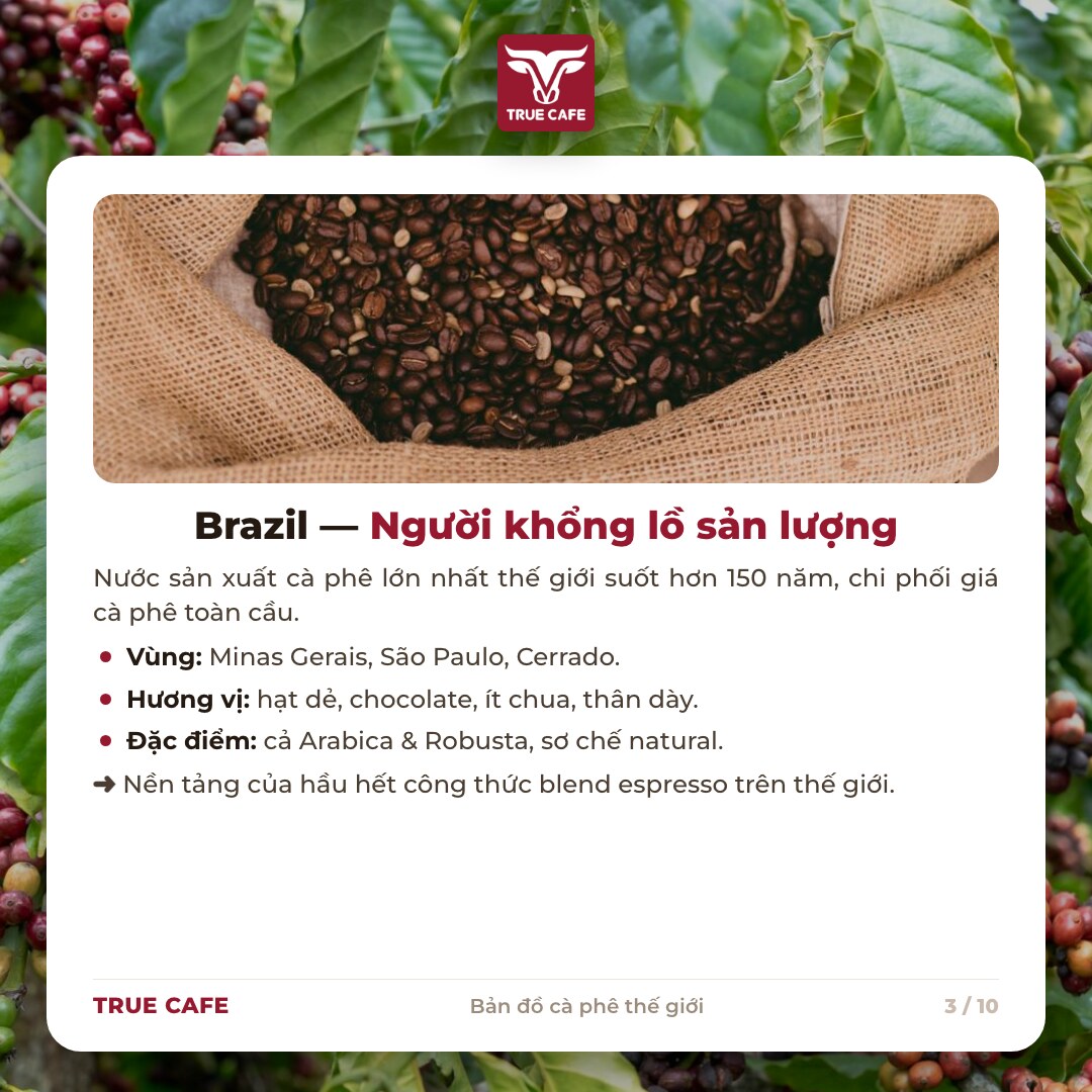 Thẻ thông tin vùng trồng cà phê Brazil: Minas Gerais, São Paulo, Cerrado, hương hạt dẻ chocolate Thẻ thông tin vùng trồng cà phê Brazil: Minas Gerais, São Paulo, Cerrado, hương hạt dẻ chocolate