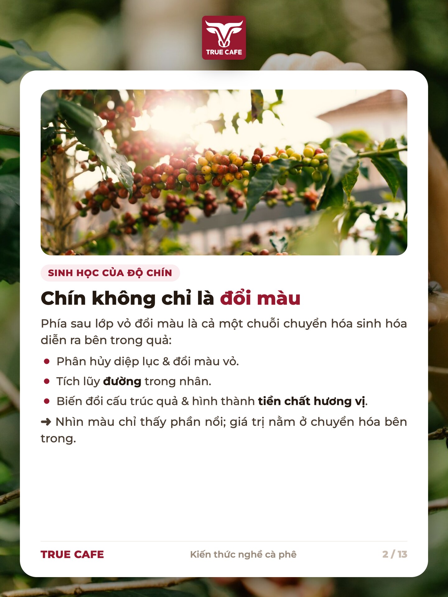 Chuỗi chuyển hoá khi quả cà phê chín: phân huỷ diệp lục, tích luỹ đường trong nhân, hình thành tiền chất hương vị