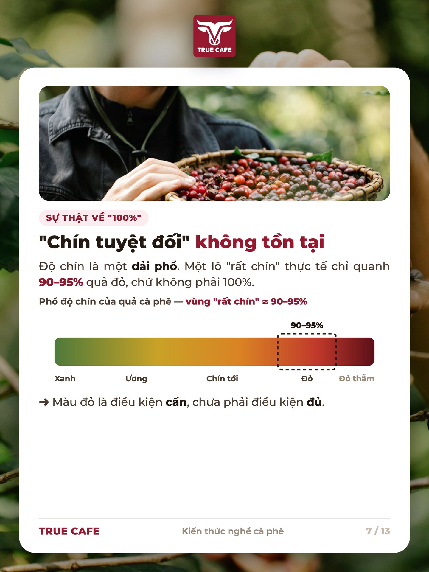 Phổ độ chín của quả cà phê: vùng rất chín chỉ khoảng 90–95% quả đỏ chứ không phải 100%