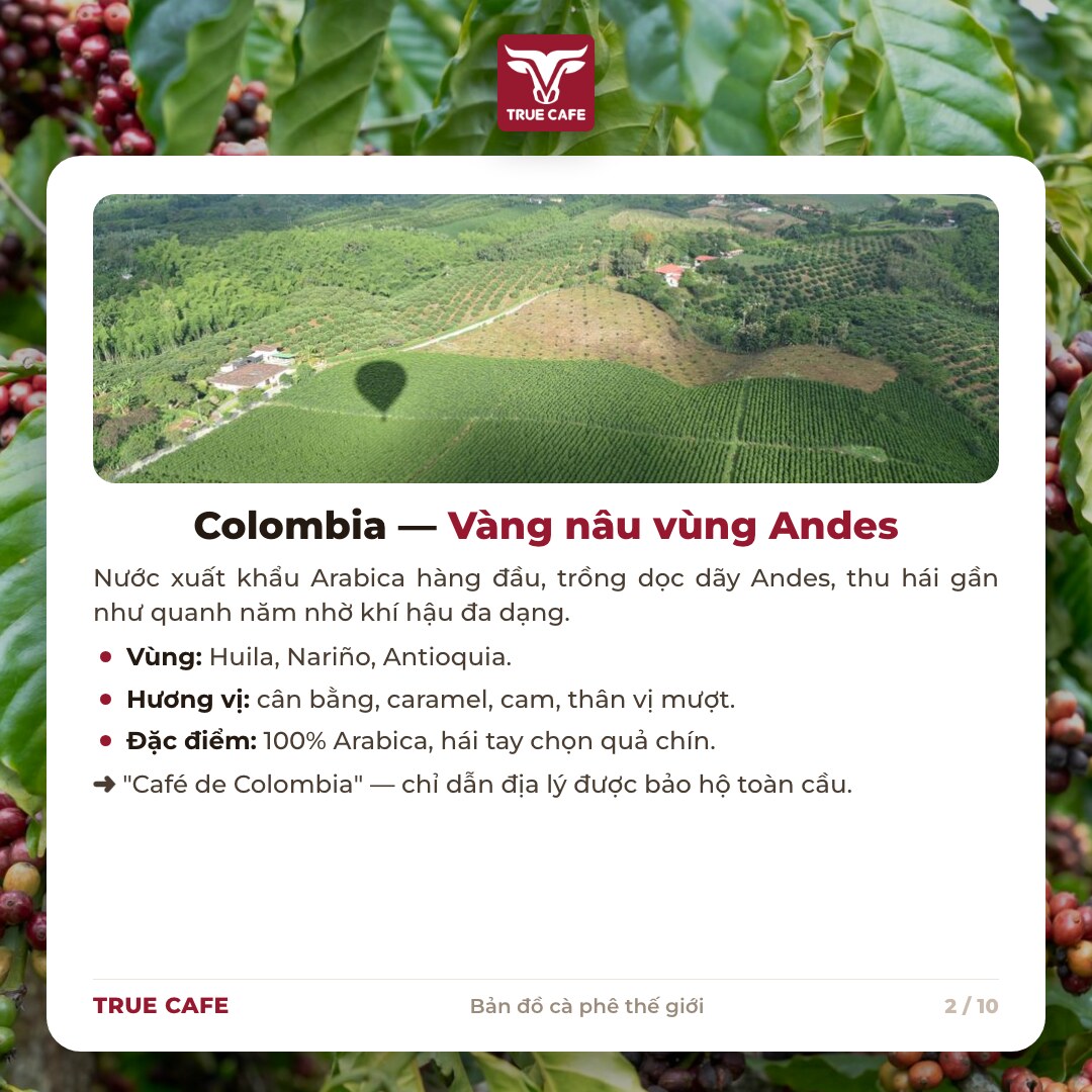 Thẻ thông tin vùng trồng cà phê Colombia: Huila, Nariño, Antioquia, 100% Arabica hái tay Thẻ thông tin vùng trồng cà phê Colombia: Huila, Nariño, Antioquia, 100% Arabica hái tay