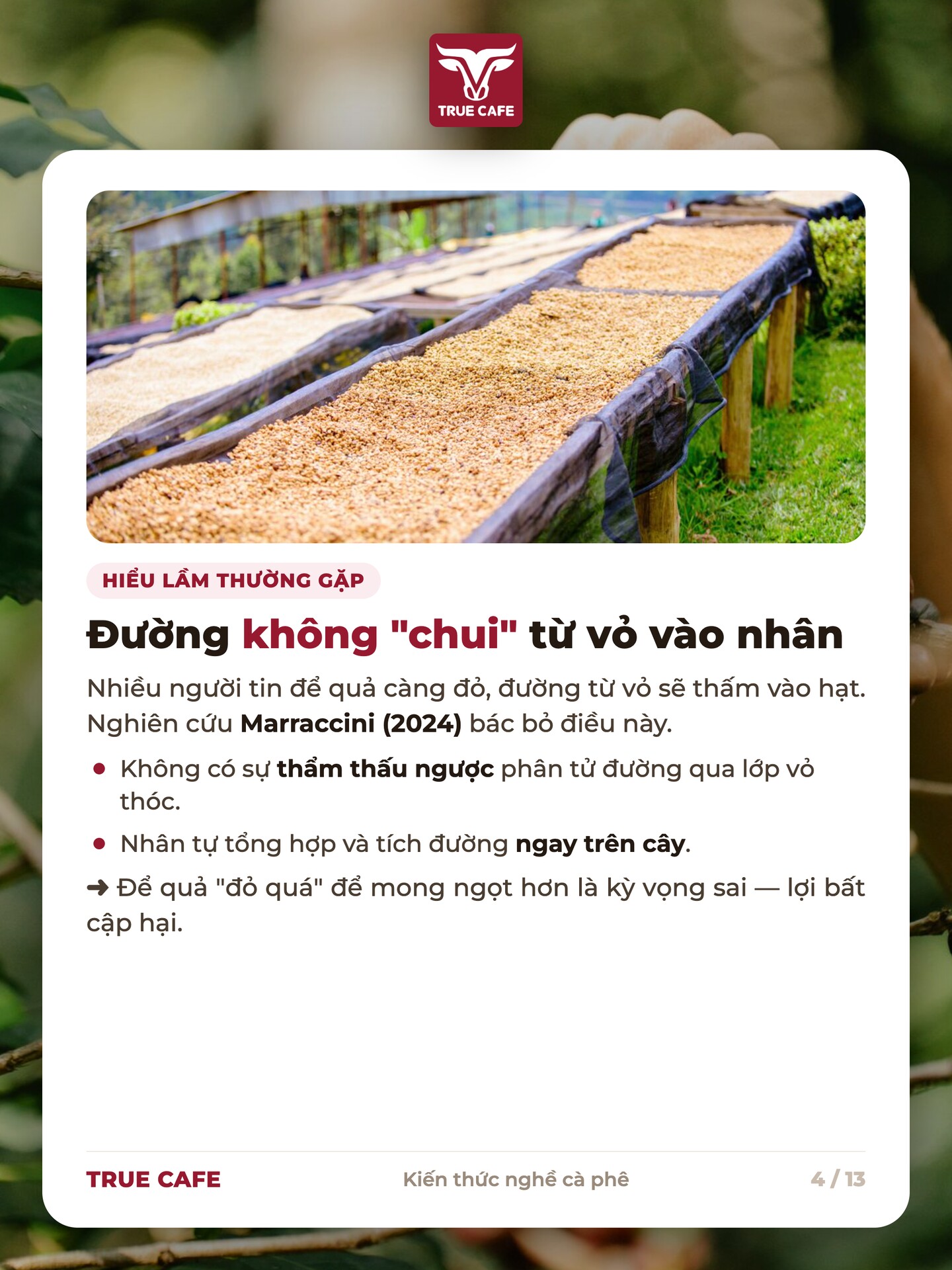 Đường không thẩm thấu ngược từ vỏ quả cà phê vào nhân, nhân tự tổng hợp đường ngay trên cây