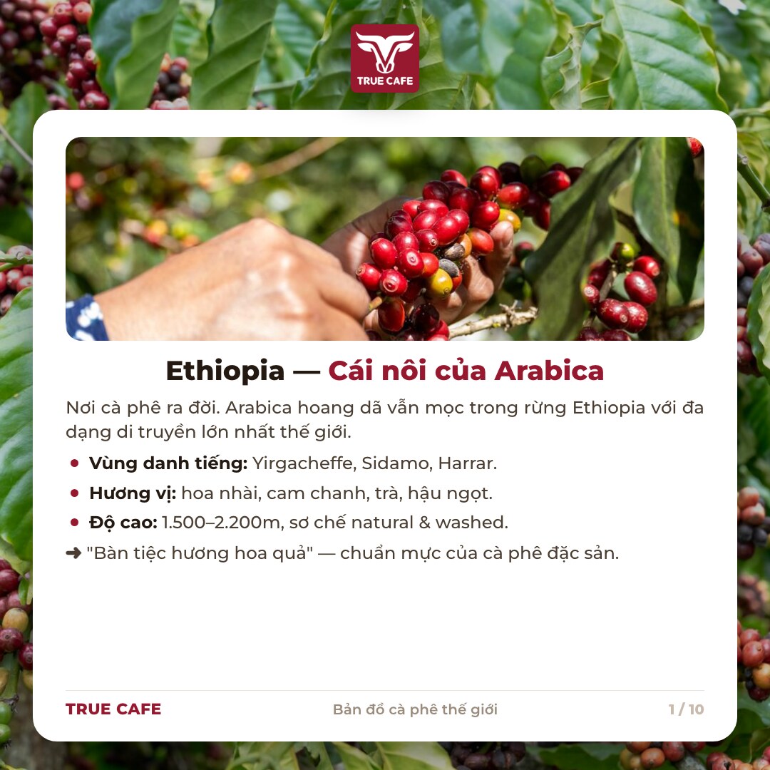 Thẻ thông tin vùng trồng cà phê Ethiopia: Yirgacheffe, Sidamo, Harrar, độ cao 1.500–2.200 m Thẻ thông tin vùng trồng cà phê Ethiopia: Yirgacheffe, Sidamo, Harrar, độ cao 1.500–2.200 m