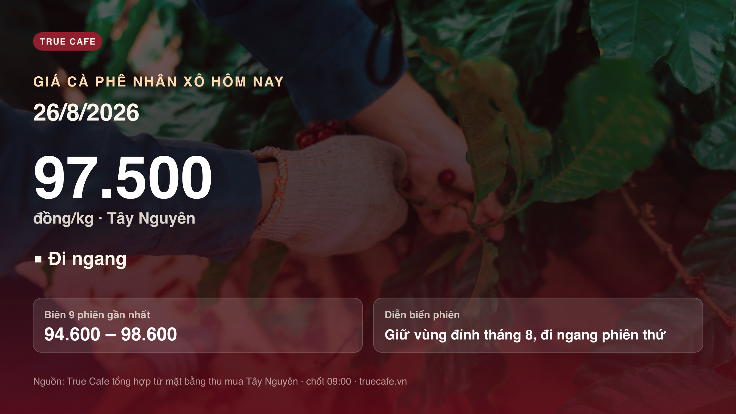 Bảng giá cà phê nhân xô Tây Nguyên ngày 26/8/2026: bình quân 97.500 đồng mỗi kilogram Bảng giá cà phê nhân xô Tây Nguyên ngày 26/8/2026: bình quân 97.500 đồng mỗi kilogram
