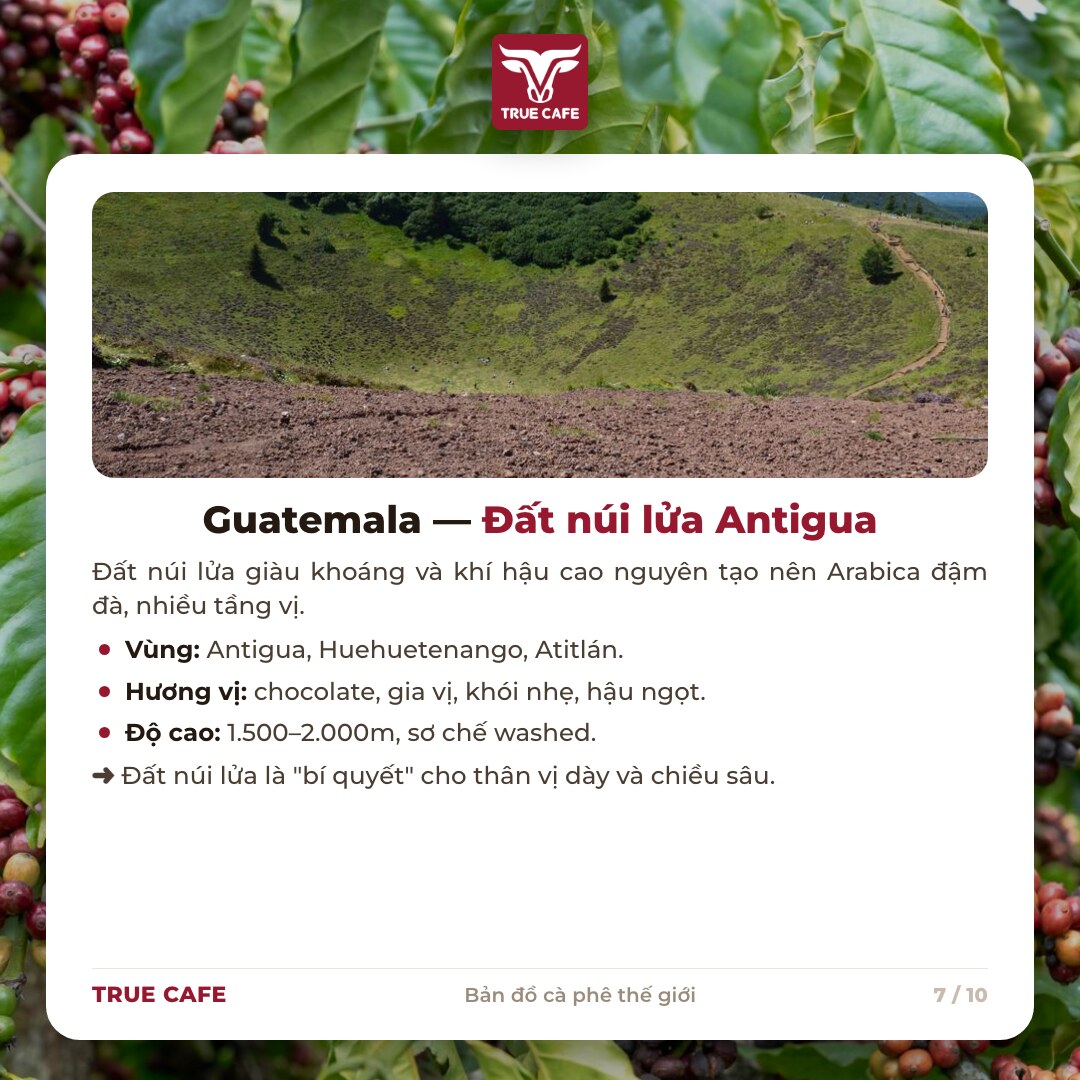 Thẻ thông tin vùng trồng cà phê Guatemala: Antigua, Huehuetenango, Atitlán, đất núi lửa Thẻ thông tin vùng trồng cà phê Guatemala: Antigua, Huehuetenango, Atitlán, đất núi lửa