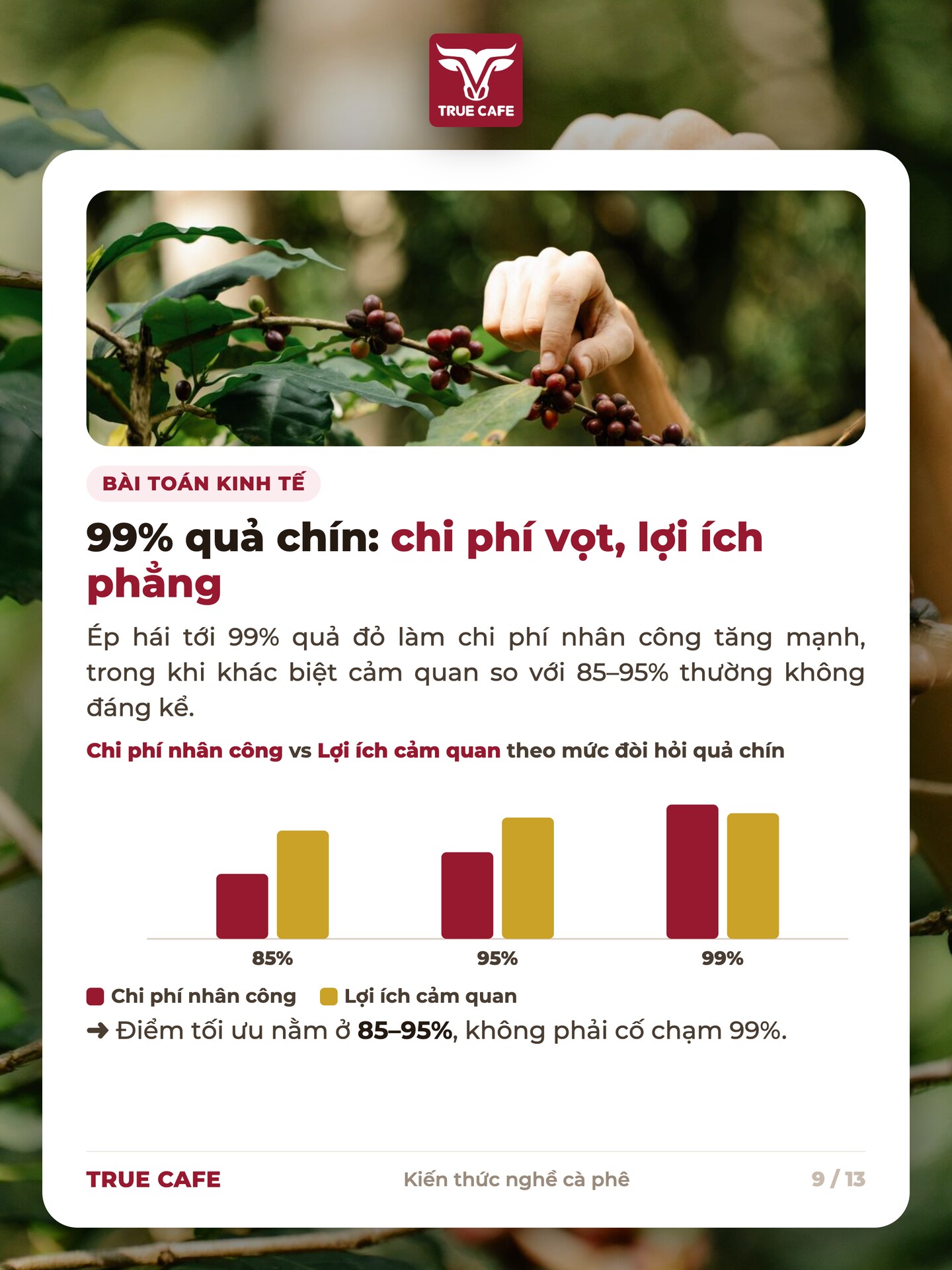 Biểu đồ chi phí nhân công tăng mạnh còn lợi ích cảm quan phẳng khi ép hái tới 99% quả đỏ