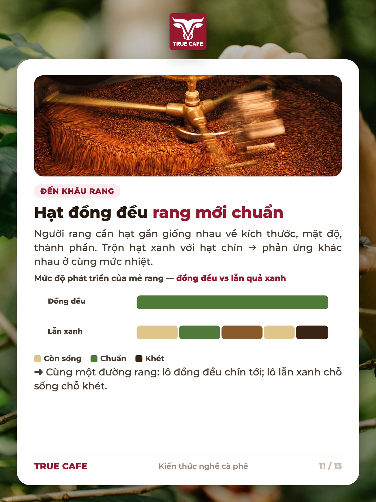 Mẻ rang đồng đều chín tới so với mẻ lẫn hạt xanh chỗ còn sống chỗ khét ở cùng đường rang
