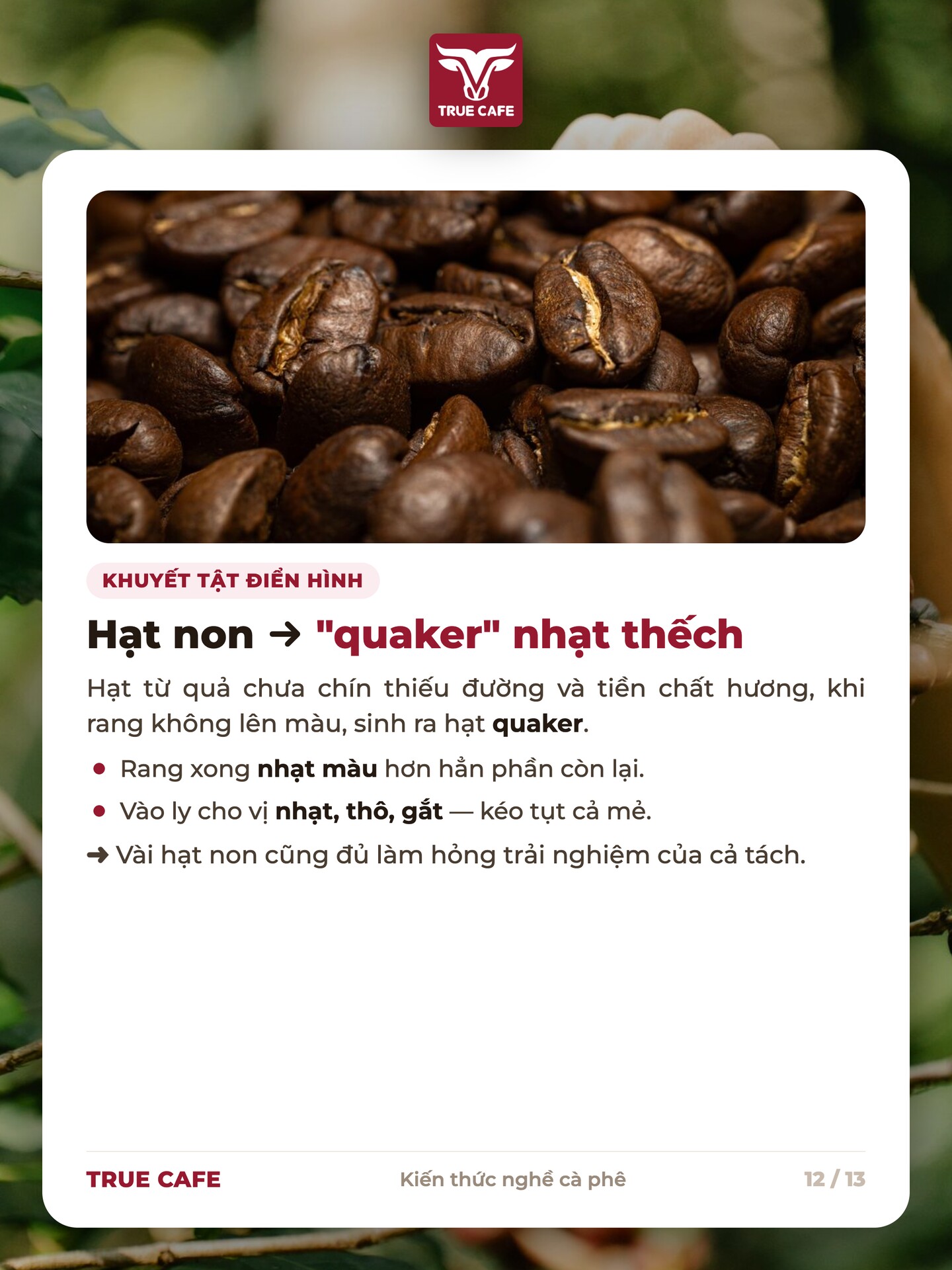 Hạt quaker từ quả chưa chín không lên màu khi rang, cho vị nhạt thô gắt kéo tụt cả mẻ