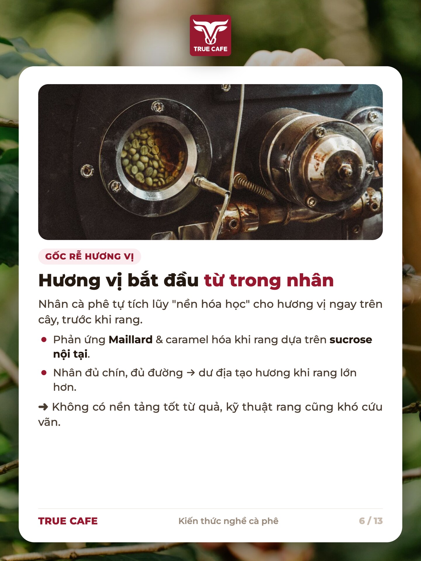 Nhân cà phê tích luỹ nền hoá học cho phản ứng Maillard và caramel hoá khi rang