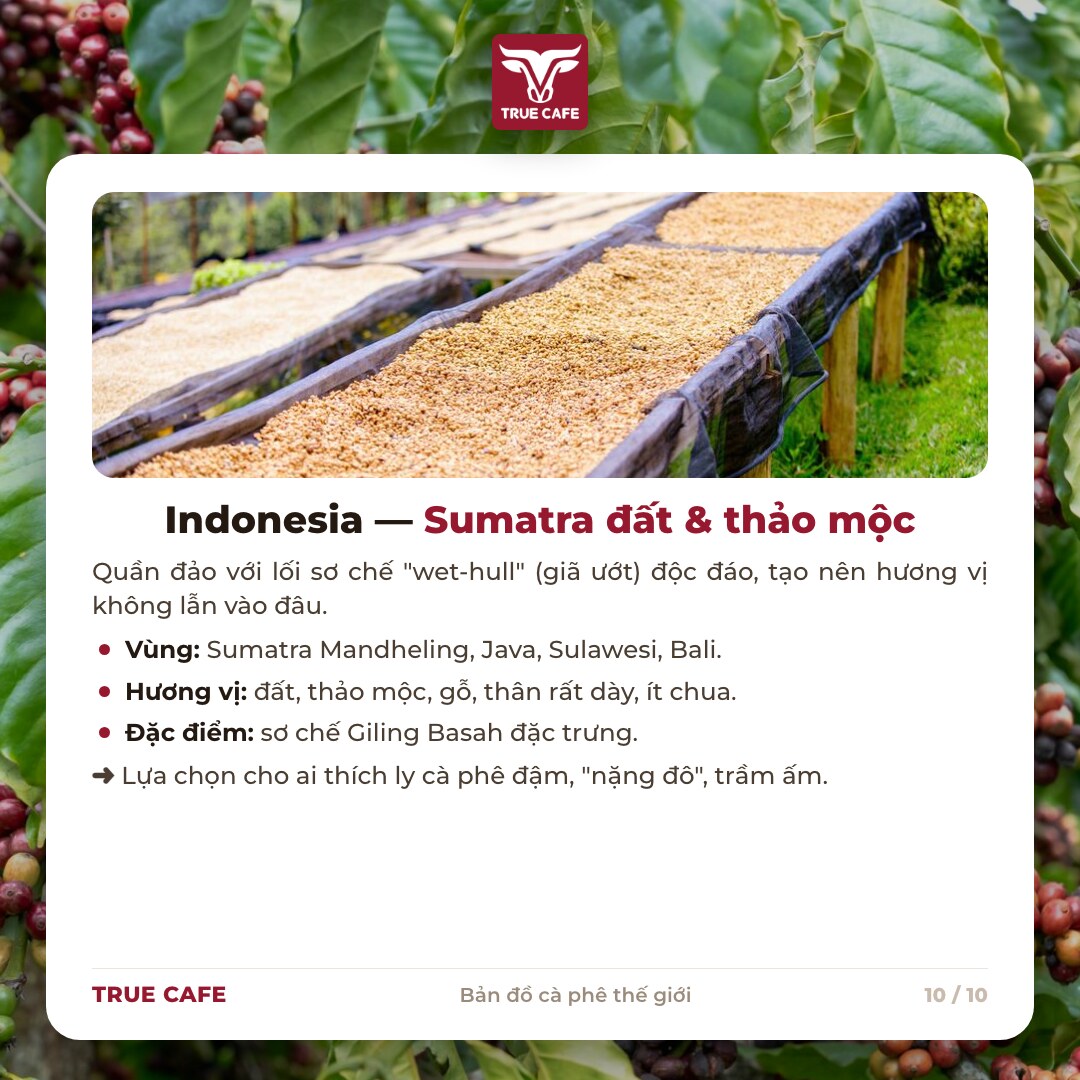 Thẻ thông tin vùng trồng cà phê Indonesia: Sumatra Mandheling, Java, Sulawesi, Bali; sơ chế Giling Basah Thẻ thông tin vùng trồng cà phê Indonesia: Sumatra Mandheling, Java, Sulawesi, Bali; sơ chế Giling Basah
