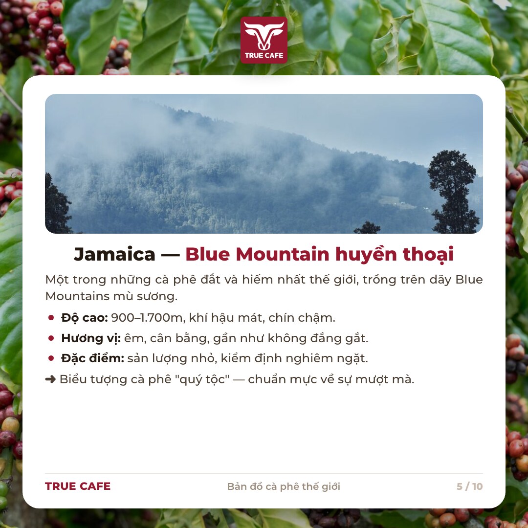 Thẻ thông tin vùng trồng cà phê Jamaica Blue Mountain: 900–1.700 m, vị êm cân bằng, kiểm định nghiêm ngặt Thẻ thông tin vùng trồng cà phê Jamaica Blue Mountain: 900–1.700 m, vị êm cân bằng, kiểm định nghiêm ngặt