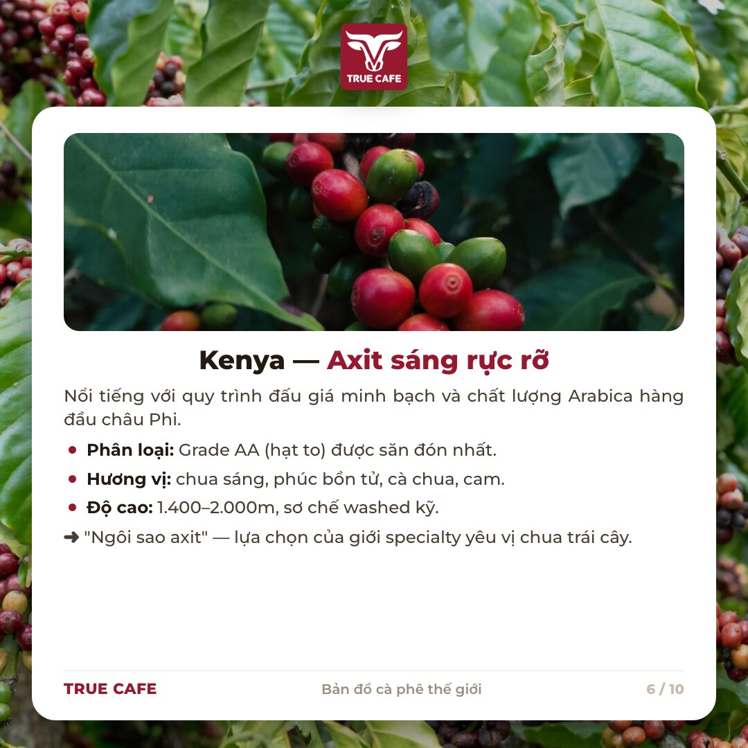 Thẻ thông tin vùng trồng cà phê Kenya: Grade AA, chua sáng phúc bồn tử cà chua cam, washed kỹ Thẻ thông tin vùng trồng cà phê Kenya: Grade AA, chua sáng phúc bồn tử cà chua cam, washed kỹ