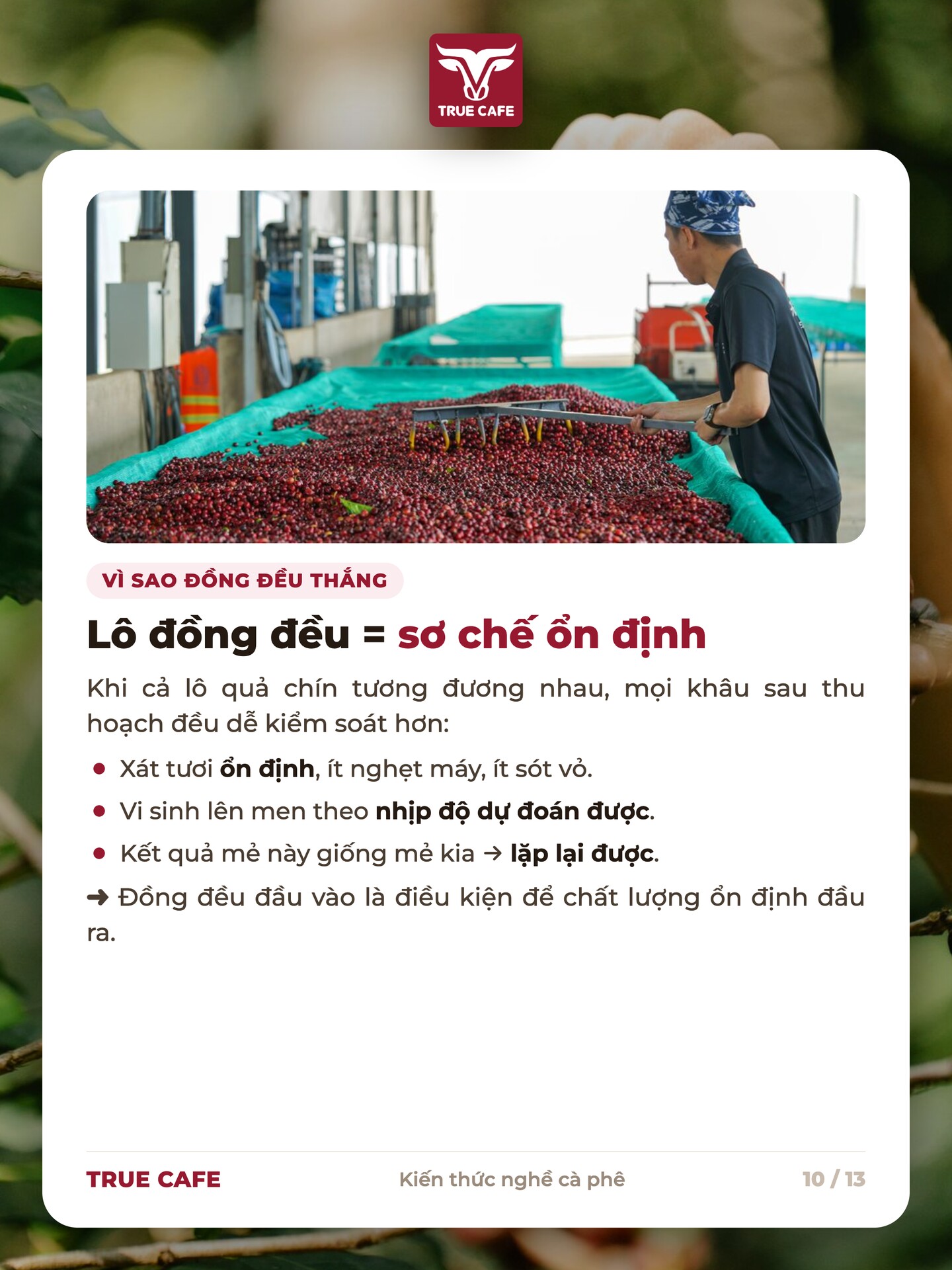 Lô cà phê đồng đều cho xát tươi ổn định, vi sinh lên men theo nhịp dự đoán được và mẻ này giống mẻ kia