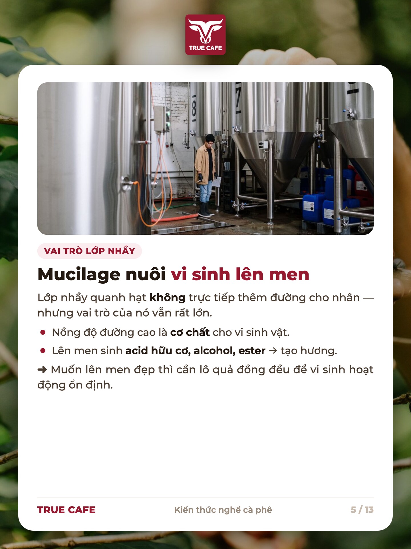 Lớp nhầy mucilage quanh hạt cà phê làm cơ chất cho vi sinh vật lên men sinh acid và ester tạo hương