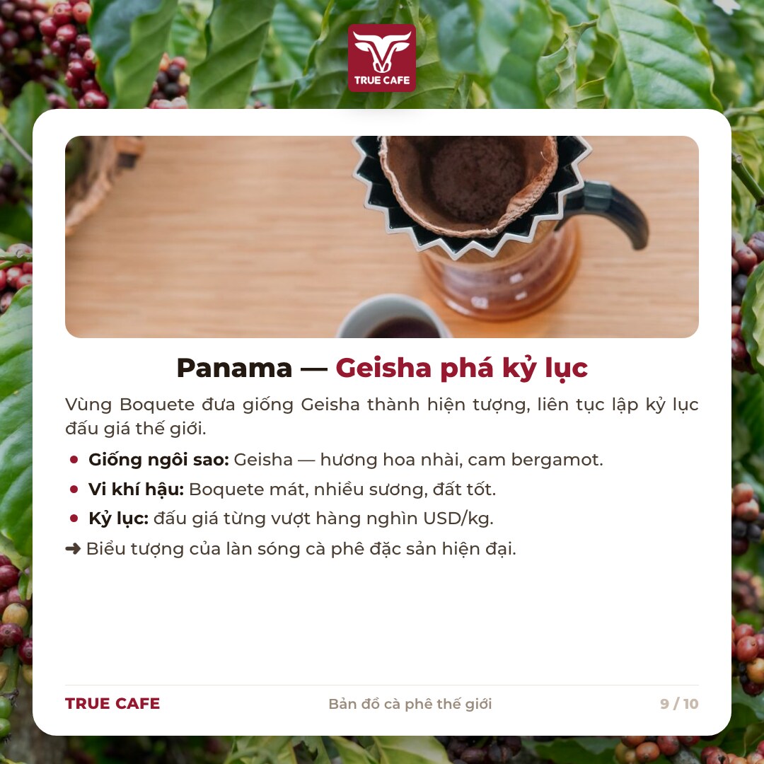 Thẻ thông tin vùng trồng cà phê Panama: giống Geisha vùng Boquete, hương hoa nhài cam bergamot Thẻ thông tin vùng trồng cà phê Panama: giống Geisha vùng Boquete, hương hoa nhài cam bergamot