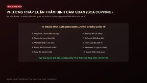 PHƯƠNG PHÁP LUẬN THẨM ĐỊNH CẢM QUAN (SCA CUPPING)