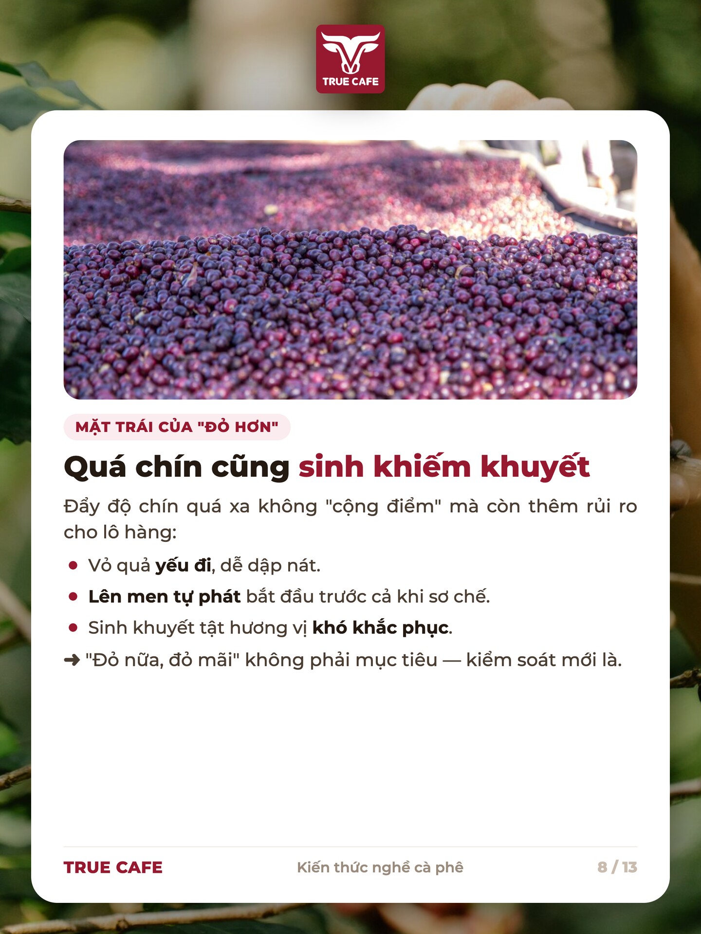 Quả cà phê quá chín làm vỏ yếu dễ dập, lên men tự phát trước sơ chế và sinh khuyết tật hương vị