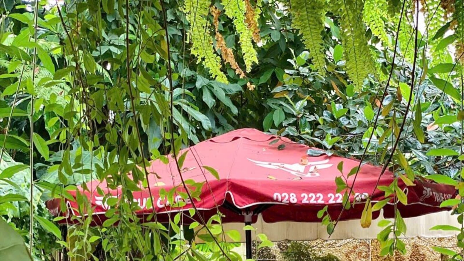 Điểm bán dùng cà phê True Cafe tại TP.HCM — ảnh minh hoạ cho bài quán cà phê đẹp Gò Vấp