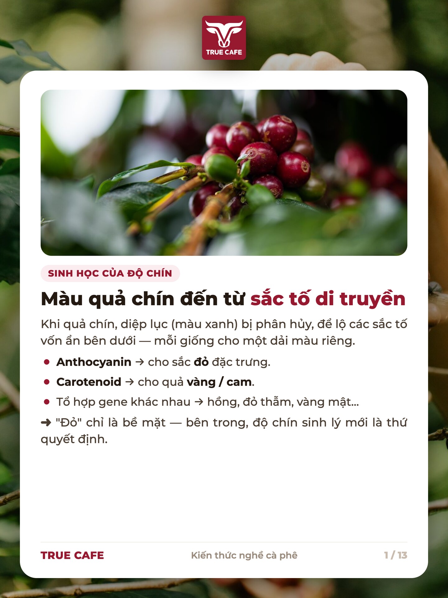 Sinh học độ chín cà phê: diệp lục phân huỷ để lộ anthocyanin và carotenoid tạo màu đỏ, vàng, hồng của quả