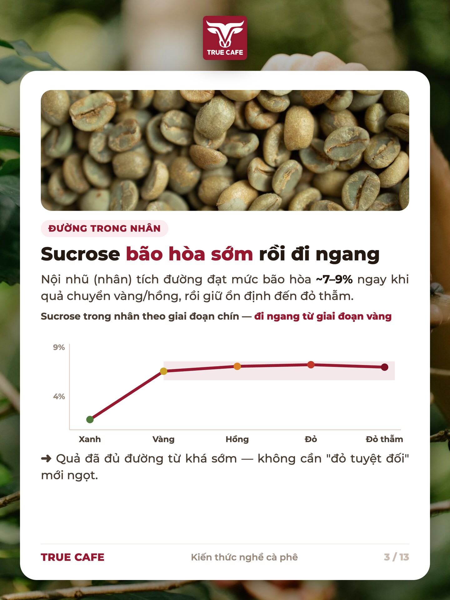 Biểu đồ sucrose trong nhân cà phê tăng nhanh rồi đi ngang từ giai đoạn quả vàng đến đỏ thẫm