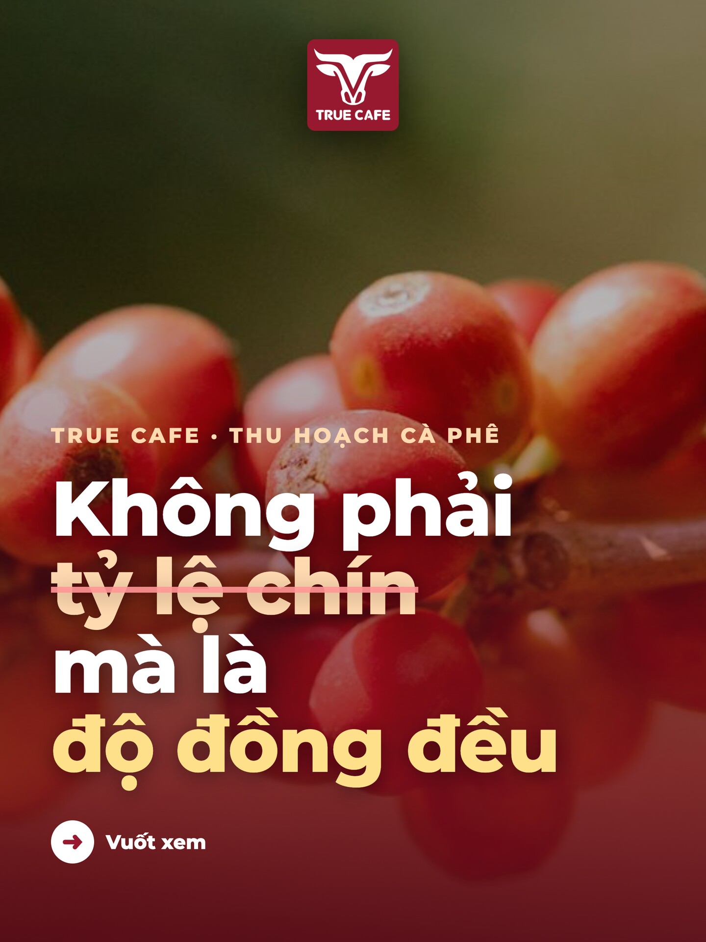 Ảnh bìa bài True Cafe: không phải tỷ lệ chín mà là độ đồng đều khi thu hoạch cà phê