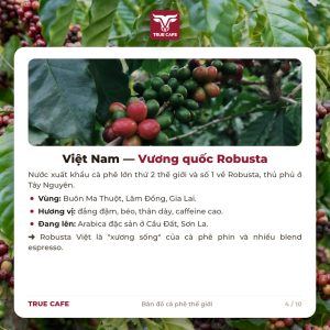 Việt Nam — vương quốc Robusta
