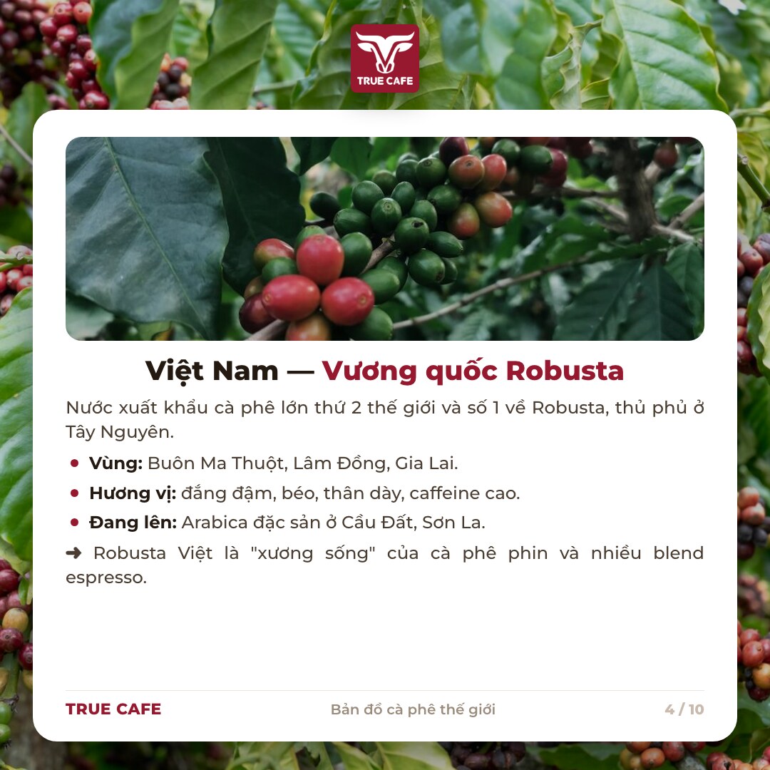 Thẻ thông tin vùng trồng cà phê Việt Nam: Buôn Ma Thuột, Lâm Đồng, Gia Lai; Arabica đặc sản Cầu Đất, Sơn La Thẻ thông tin vùng trồng cà phê Việt Nam: Buôn Ma Thuột, Lâm Đồng, Gia Lai; Arabica đặc sản Cầu Đất, Sơn La