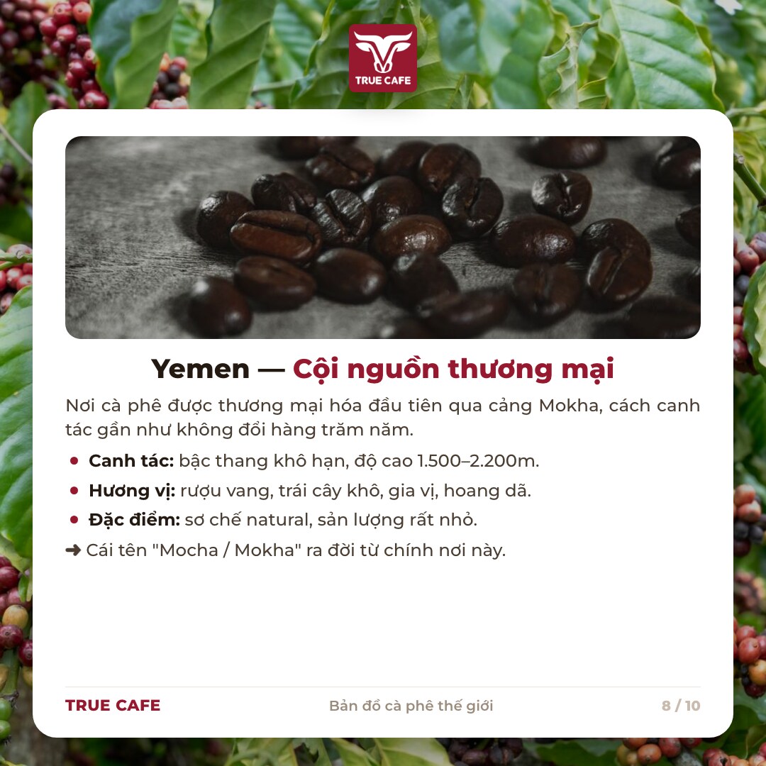 Thẻ thông tin vùng trồng cà phê Yemen: bậc thang khô hạn, hương rượu vang trái cây khô, cảng Mokha Thẻ thông tin vùng trồng cà phê Yemen: bậc thang khô hạn, hương rượu vang trái cây khô, cảng Mokha