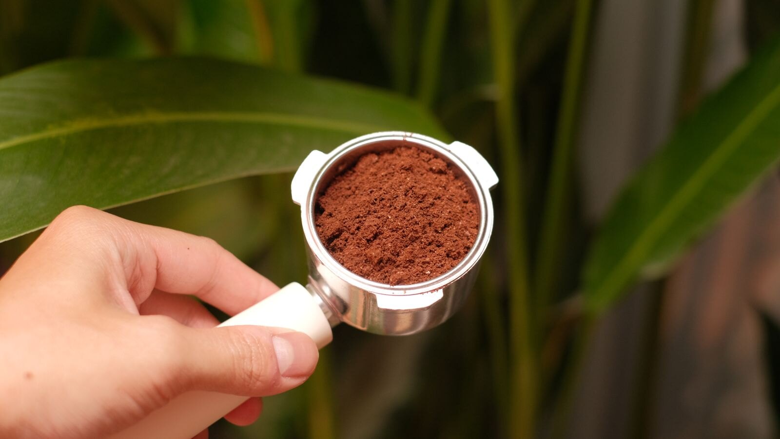 Bột cà phê trong tay cầm máy espresso