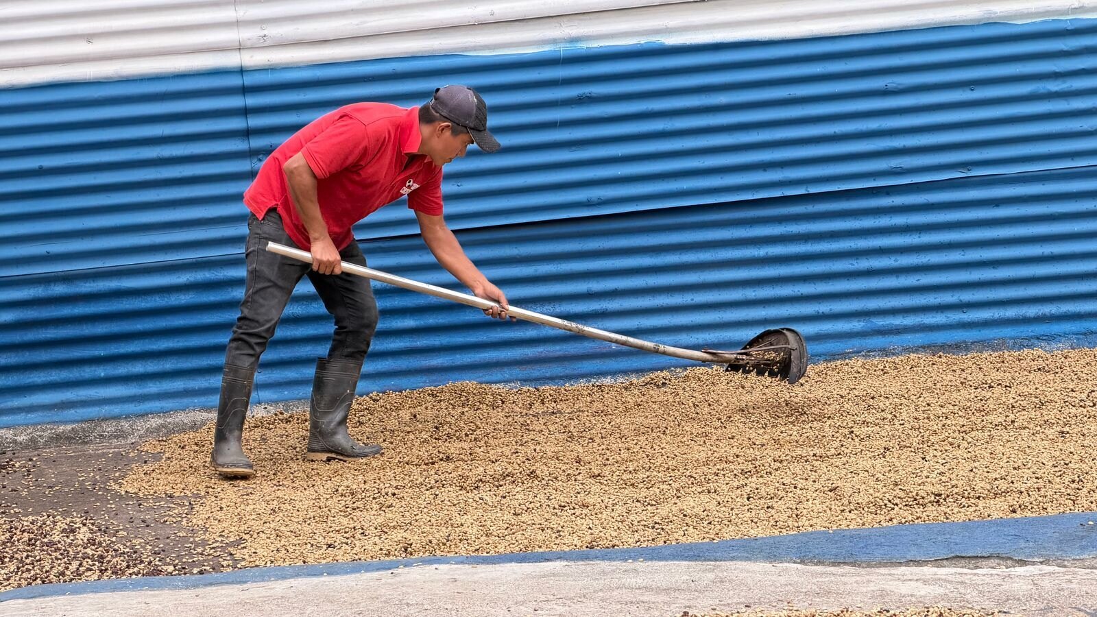 Sân phơi cà phê trong khâu sơ chế